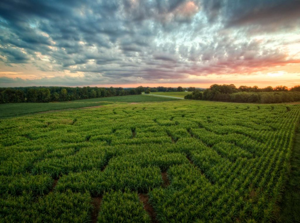 Corn Maze Design & Cutting Services